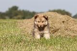 CHIEN FINNOIS DE LAPONIE 339